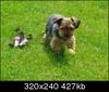 Yorkshire Terrier Hund