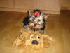 Yorkshire Terrier Hund