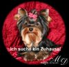 Yorkshire Terrier Hund