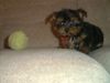 Yorkshire Terrier Hund