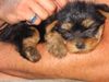 Yorkshire Terrier Hund