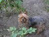 Yorkshire Terrier Hund