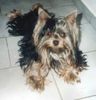 Yorkshire Terrier Hund