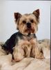 Yorkshire Terrier Hund