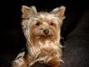 Yorkshire Terrier Hund