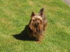 Yorkshire Terrier Hund