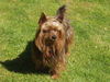 Yorkshire Terrier Hund