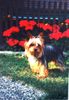 Yorkshire Terrier Hund