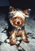 Yorkshire Terrier Hund