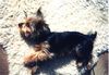 Yorkshire Terrier Hund