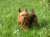 Yorkshire Terrier Hund