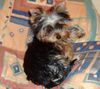 Yorkshire Terrier Hund