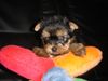 Yorkshire Terrier Hund