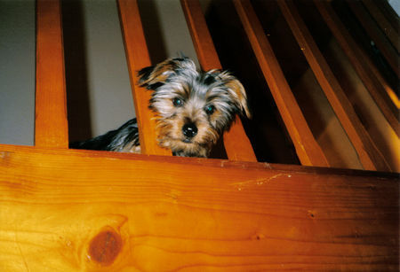 Yorkshire Terrier Rocky ganz klein