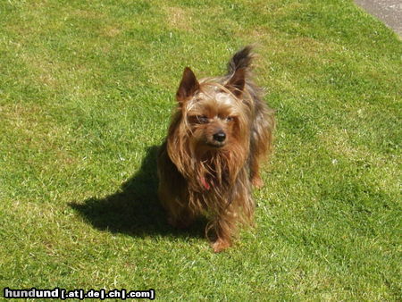 Yorkshire Terrier Terry