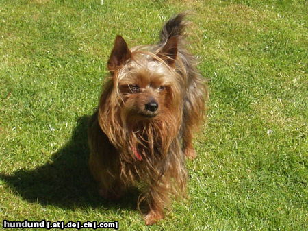 Yorkshire Terrier Terry