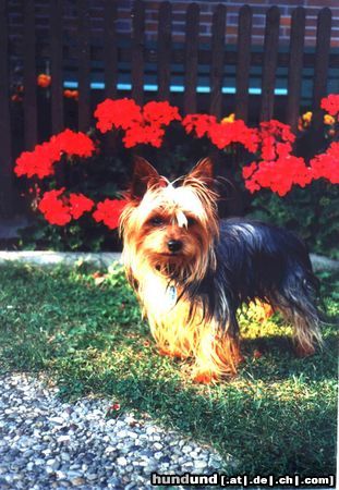 Yorkshire Terrier