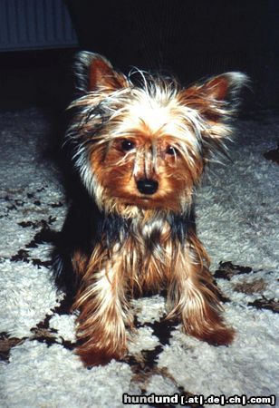 Yorkshire Terrier Yorkie Terry