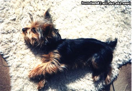 Yorkshire Terrier Unser Mäuschen