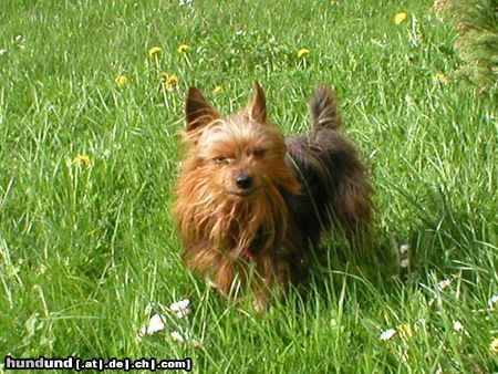 Yorkshire Terrier Unser Mäuschen