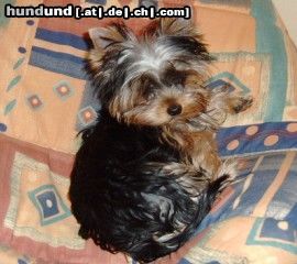 Yorkshire Terrier Uno, unser jüngster im Bunde