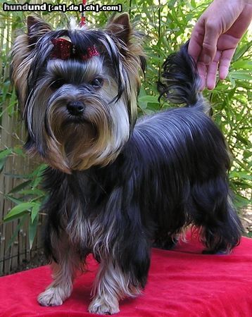 Yorkshire Terrier USHUAÏA DEÏS ORCHIDEÜS