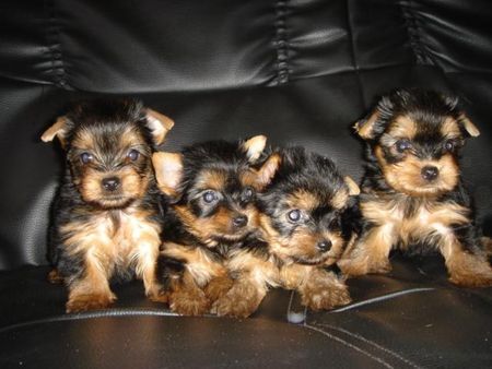 Yorkshire Terrier of sarahs magic dogs