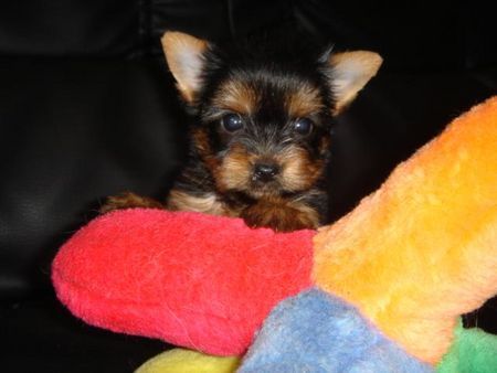 Yorkshire Terrier of sarahs magic dogs