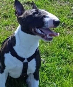 Miniatur Bullterrier Mia beim Spaziergang, war so anstrengend dass sie sich ausruhen musste. 