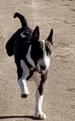 Miniatur Bullterrier Umbra von der alten Veste 