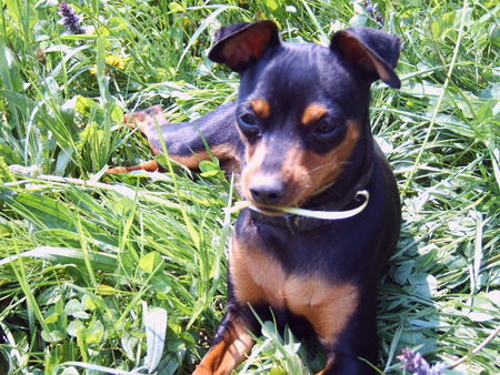 Zwergpinscher Emily