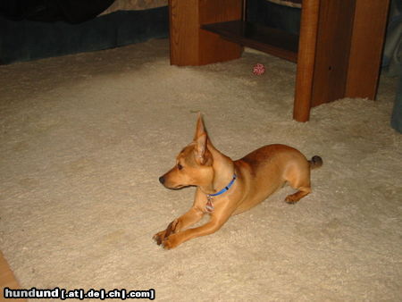 Zwergpinscher Cassie