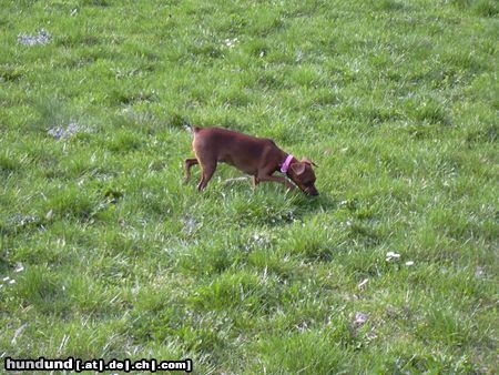 Zwergpinscher