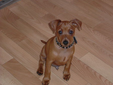 Zwergpinscher Nick