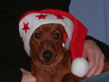 Zwergpinscher Nick von der Priolinde