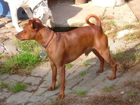 Zwergpinscher Nick