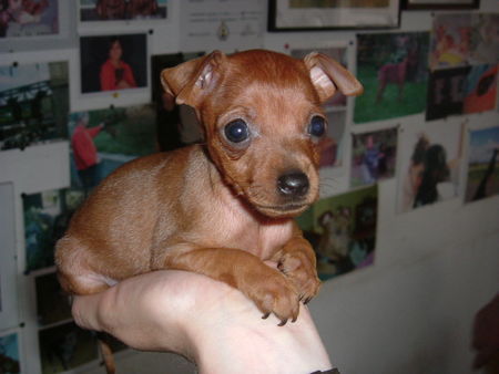 Zwergpinscher Tartine