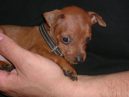 Zwergpinscher Tartine