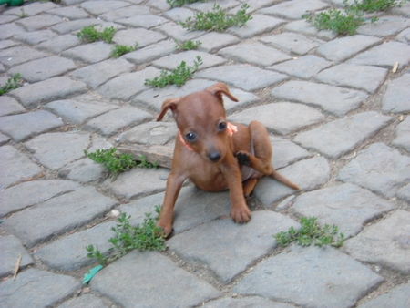 Zwergpinscher Tartine