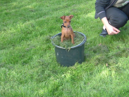 Zwergpinscher Tartine