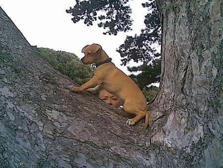 Zwergpinscher