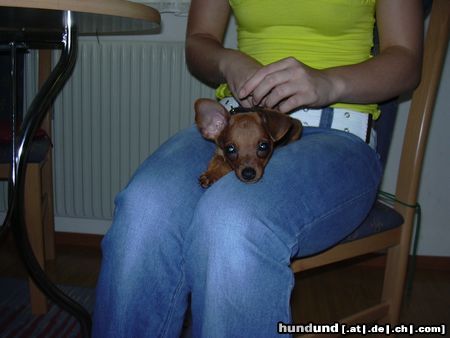 Zwergpinscher phoebe