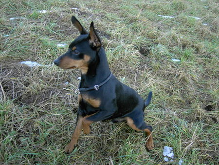 Zwergpinscher AYK 