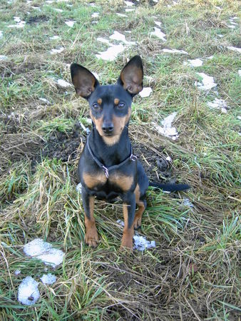 Zwergpinscher AYK 