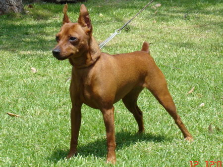 Zwergpinscher Alice Di kristianden ( 18 mesi )