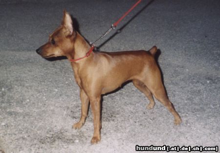 Zwergpinscher Alice Di kristianden ( 12 mesi )