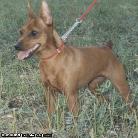 Zwergpinscher Alice Di kristianden ( 12 mesi )