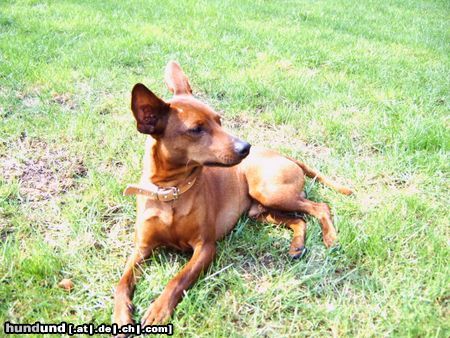 Zwergpinscher Max  10 Mohate