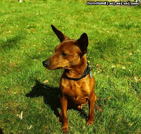 Zwergpinscher