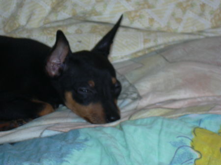 Zwergpinscher tiffany